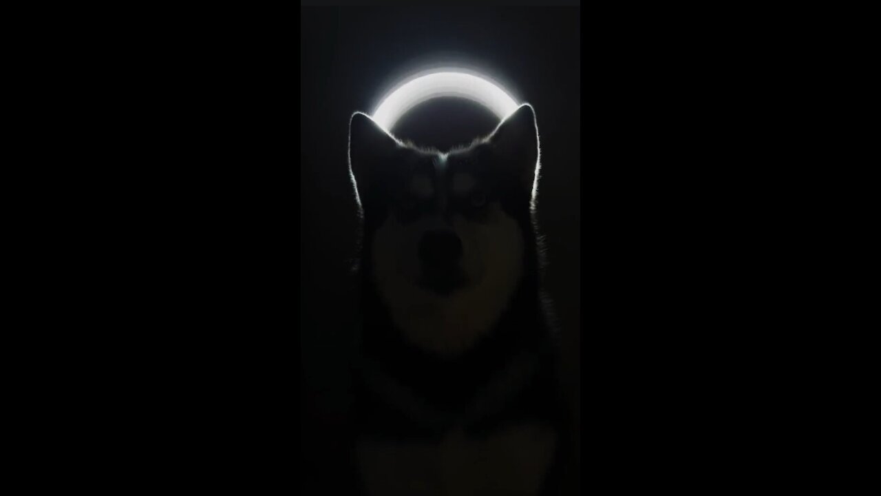 RingLight challenge of animal| viral on tiktok