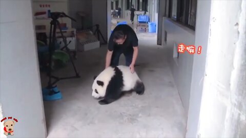 Cute panda video collection，Filmed in Chinese panda