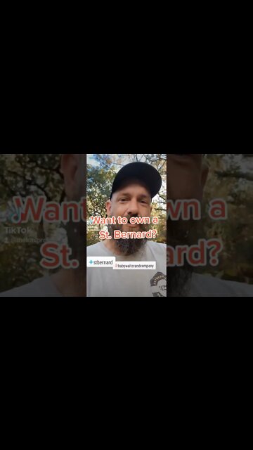 St Bernard Slobber Attack 🐶😆 #dog #slobber #update #yuck #lovemydogs