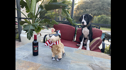 Great Dane Puppy Sings Along With Dancing Rapping Llama