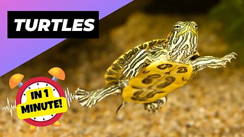 Turtle - In 1 Minute! 🐶 One Alternative Animal To Have As A Pet | 1 Minute Animals