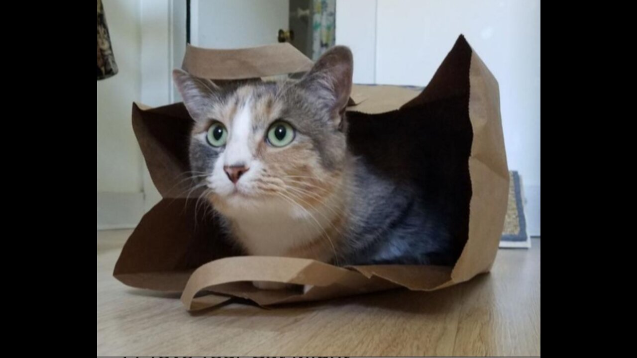 Pet cat adorably battle for empty bag dominance