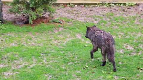 The Wolf looks like he's trying to confuse people2