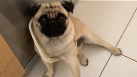 Pug fica preso na tampa do lixo