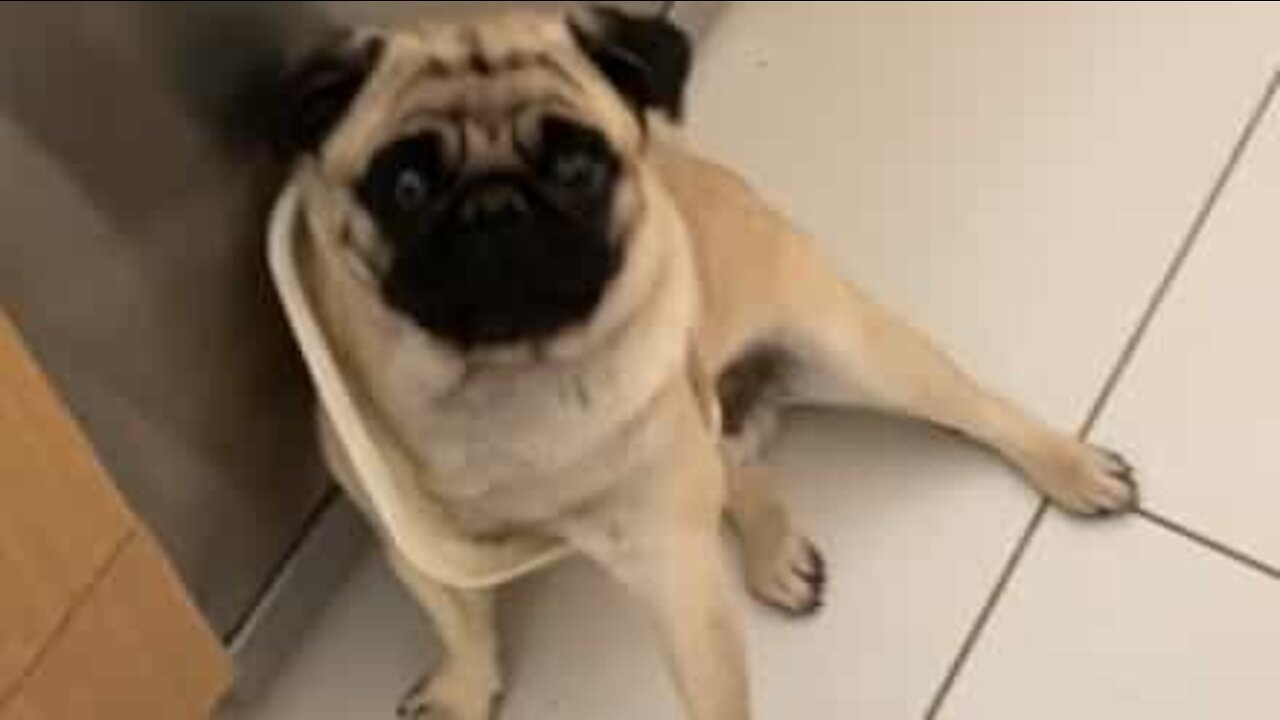 Pug fica preso na tampa do lixo