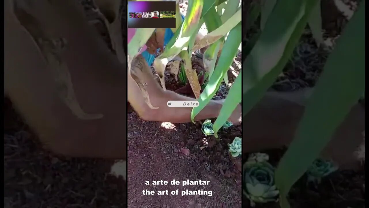 Roça, plantar também é arte, Roça, planting is also an art #shorts