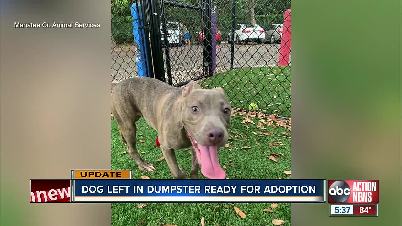 Daisy, dog found abandoned in Manatee County dumpster, is up for adoption