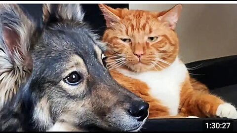 funniest dogs and cats 😂 ever 🤣