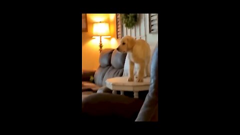 Funny Animal Videos Of The Day