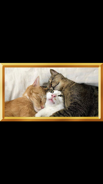 Meow Love: Witness the Most Adorable Cat Romance Ever!