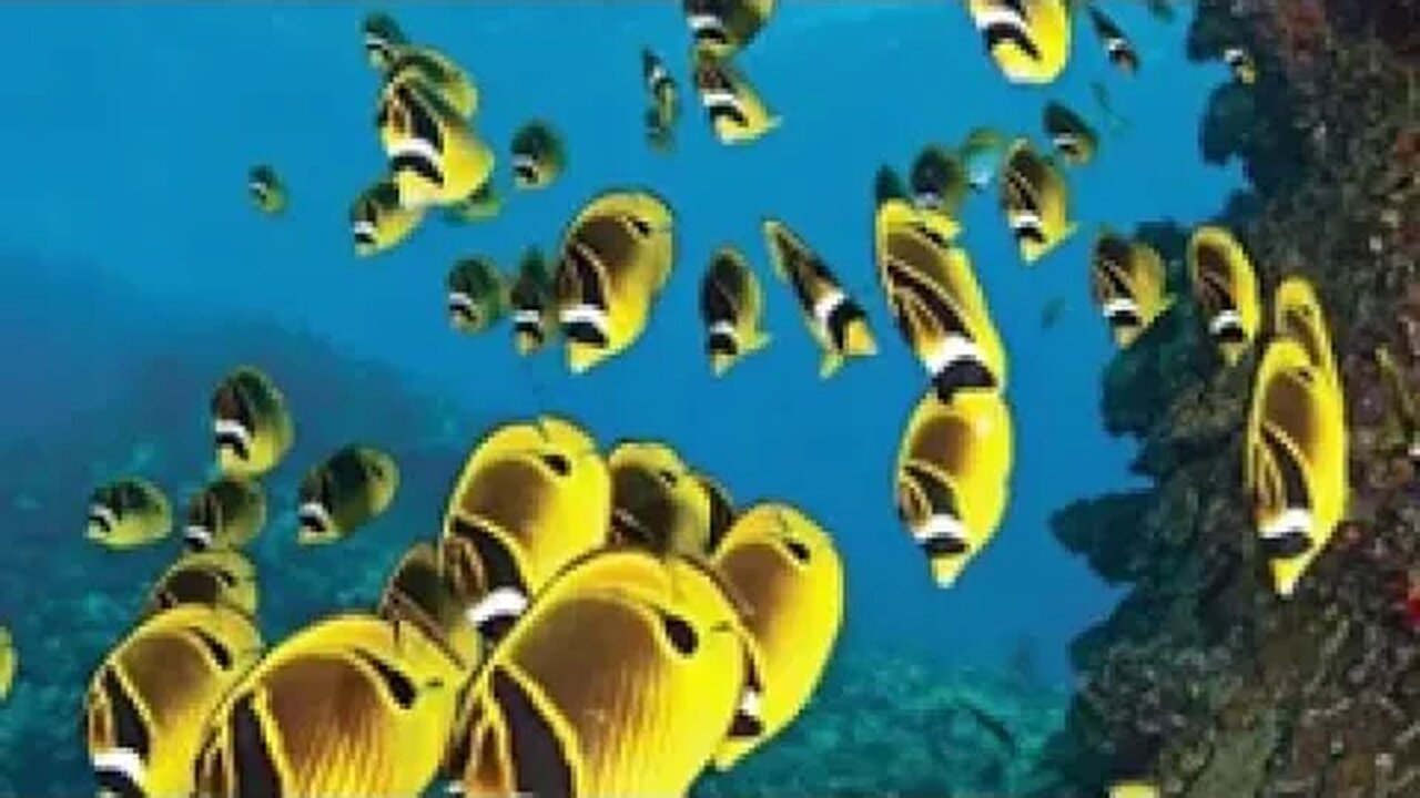 Exotic Ocean Flora Captivating Underwater Blooms