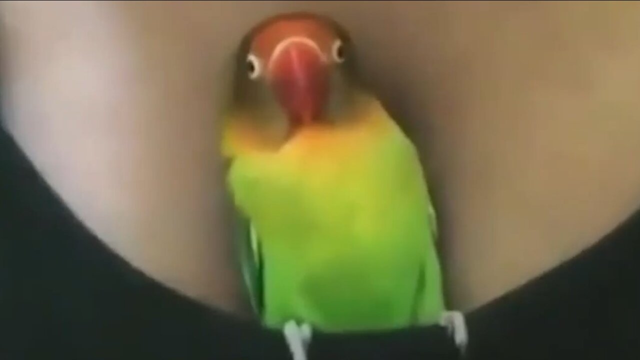 Compilation of funny birds and parrots # 7 🦜