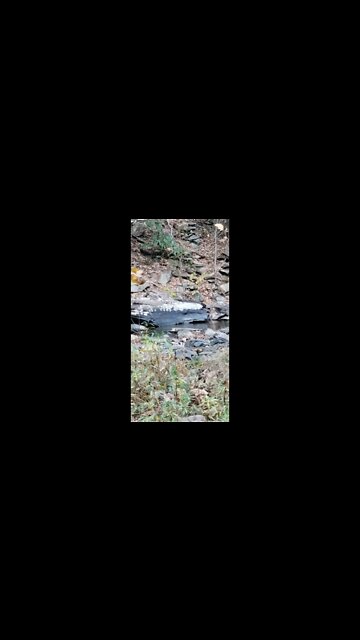 L👀k its an otter!