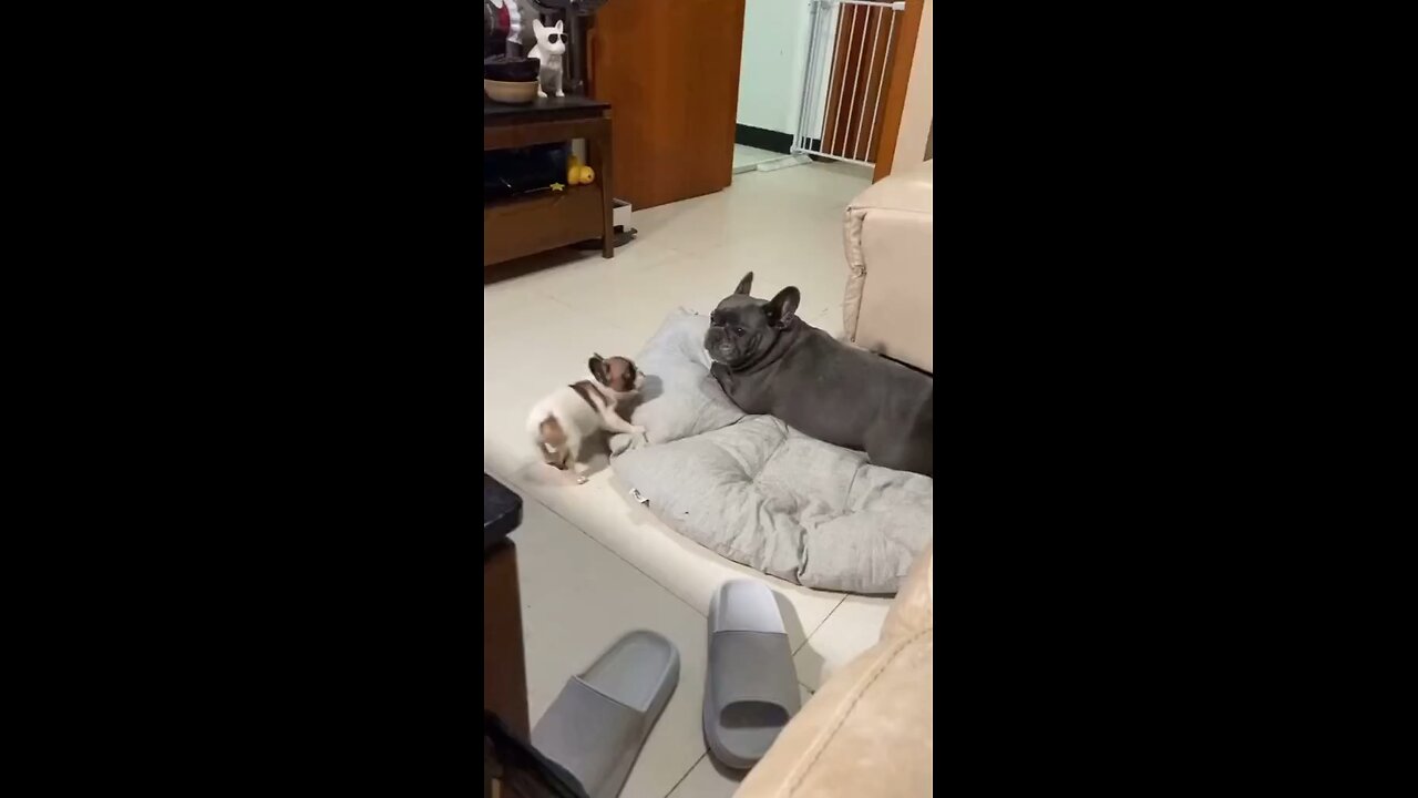 DOG ATTACKS LITTLE PUPPIE 🥺