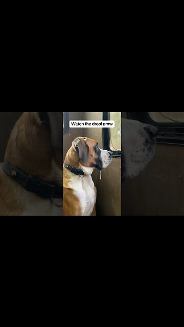 It just keeps growing #dog #dogs #drooling