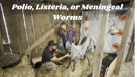 Polio, Listeria, or Meningeal Worm? Spotting the Differences in Goats & Sheep