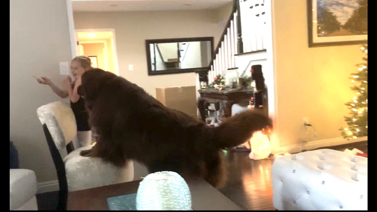 Newfoundland and little girl spar over tasty treat