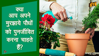 5 तरीके जिसमे आप अपने मृत पौधो को पुनर्जीवित कर सकते है