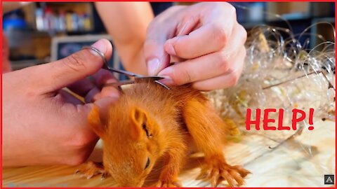 ANIMALS I DANGER ASK FOR HELP! AMAZING VIDEOS