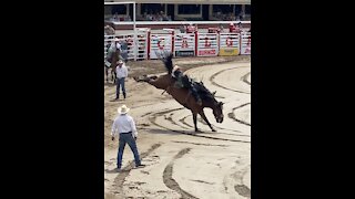 Bareback at the Calgary Stampede