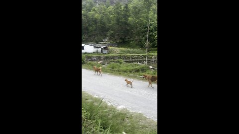 Family of dogs 🐕 how cute they are …