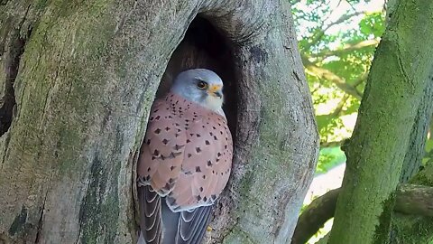 Kestrel Dad Learns to Care for Chicks After Mum Disappears-1