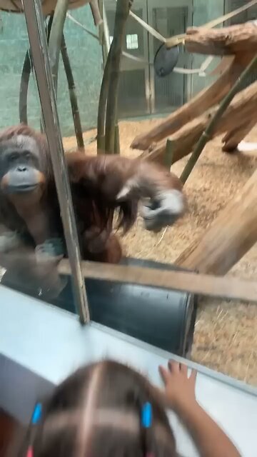 ❤️ chimpanzee love to baby 🍼