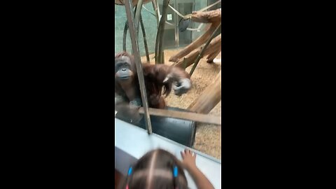 ❤️ chimpanzee love to baby 🍼