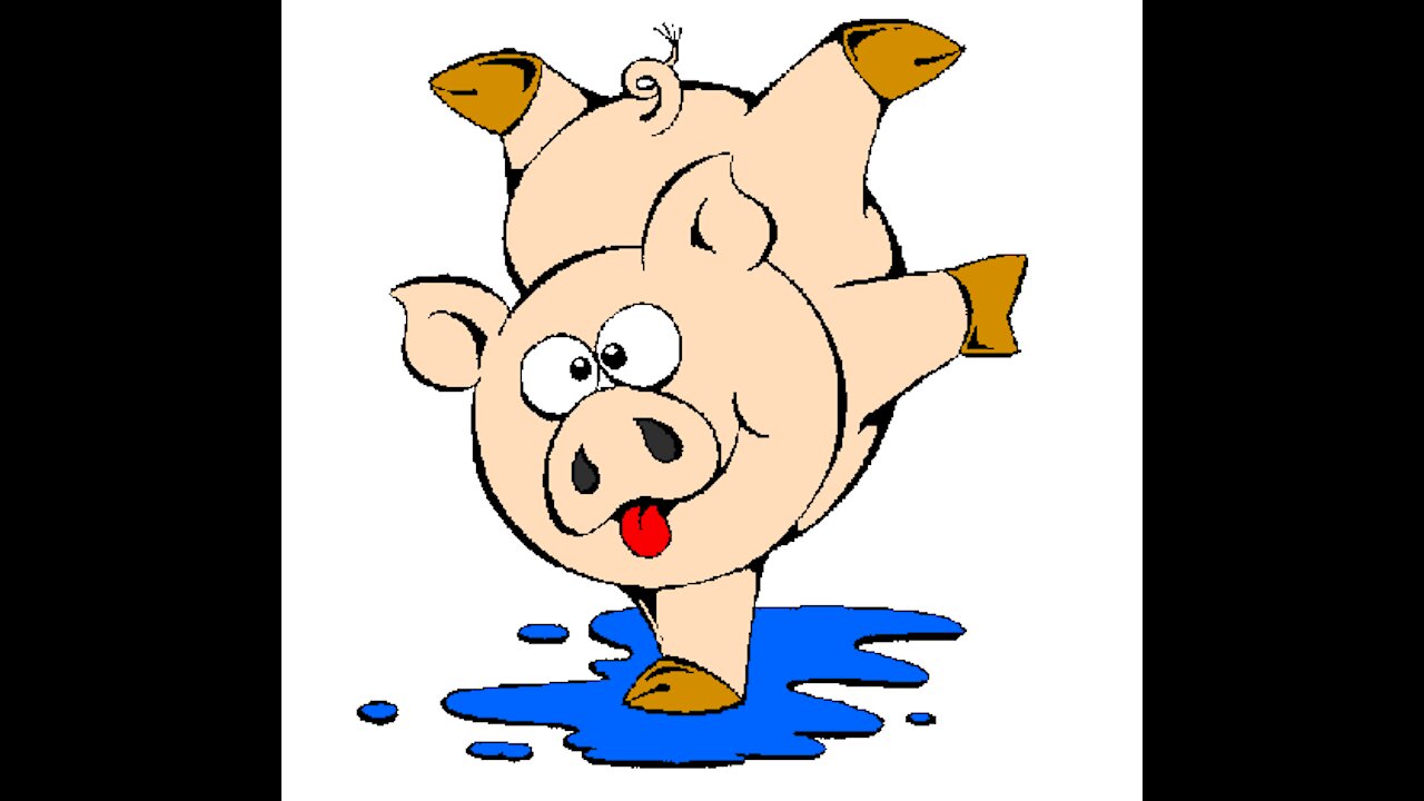 Pigs dive in river