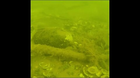 bass fingerling