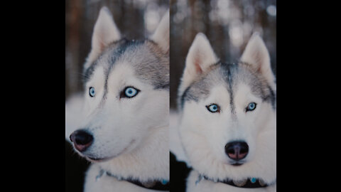 a siberian husky looks around