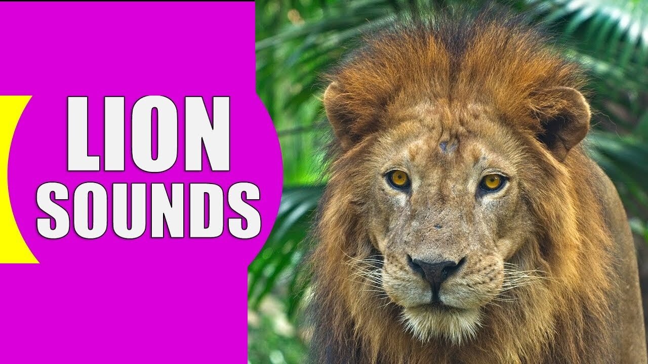 Lion Sound