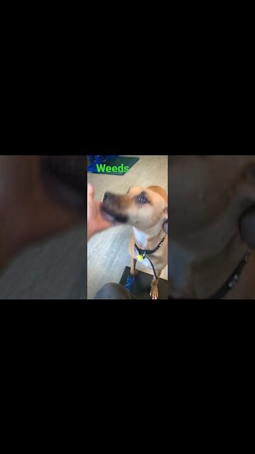 [Shorts 0157] WEEDS [#dogs #doggos #doggos #puppies #dogdaycare]