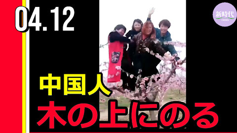 中国人、木の上にのる/中共の洗脳教育を受け続けた中国人の行動に唖然