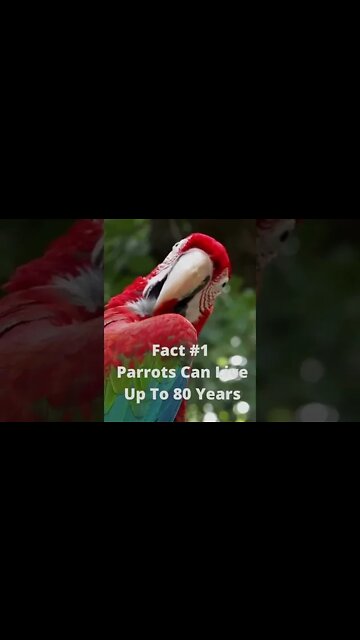 3 Interesting Facts About Parrots You Don't Know #shorts