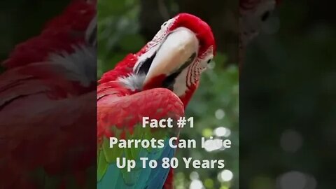 3 Interesting Facts About Parrots You Don't Know #shorts