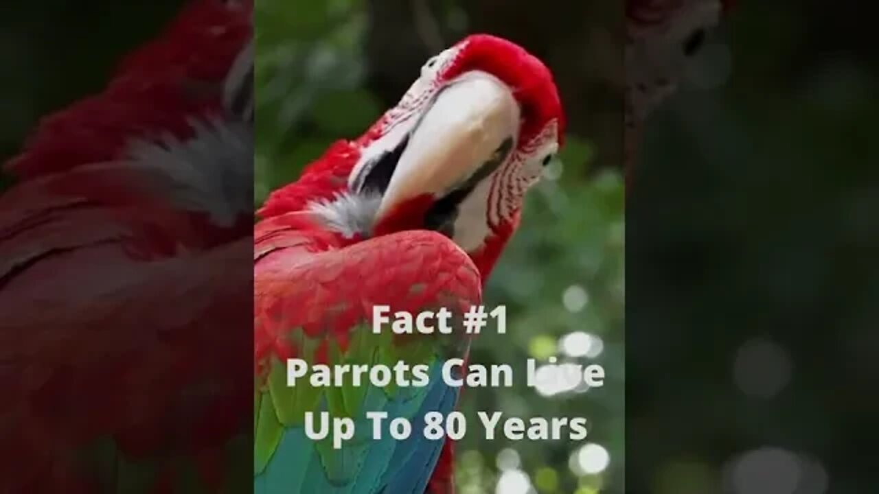 3 Interesting Facts About Parrots You Don't Know #shorts