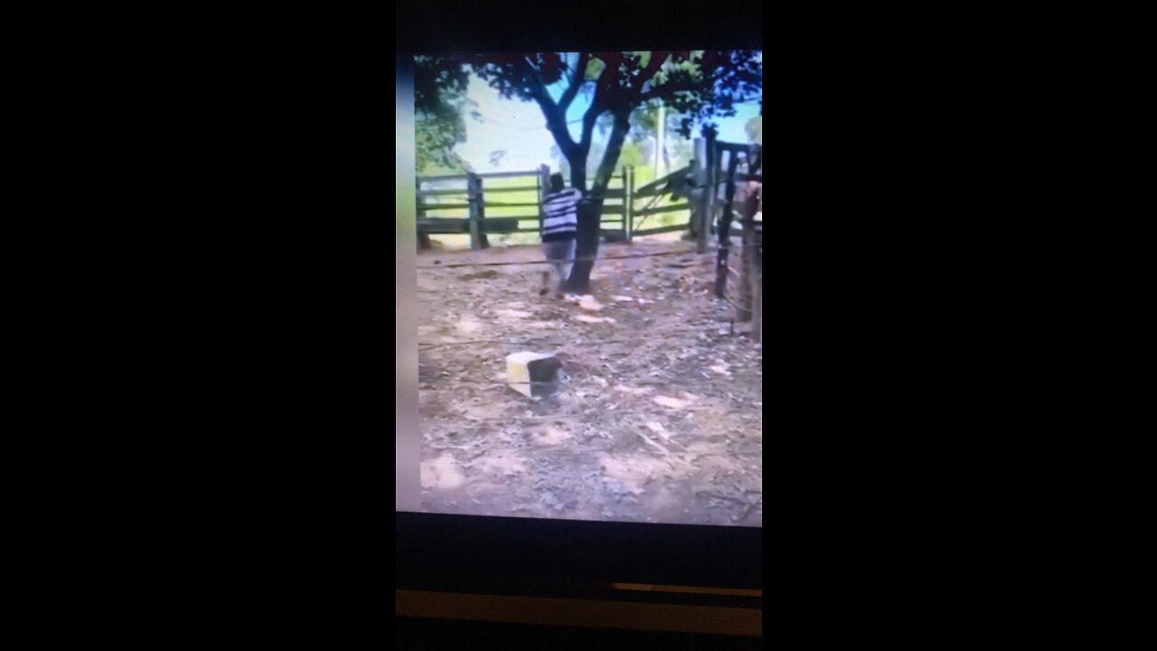 Cuidado com a vaca