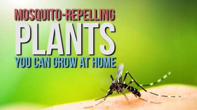 Mosquito-Repelling Plants You Can Grow at Home