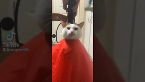 Distinguished gentleman gets a fresh cut TikTok