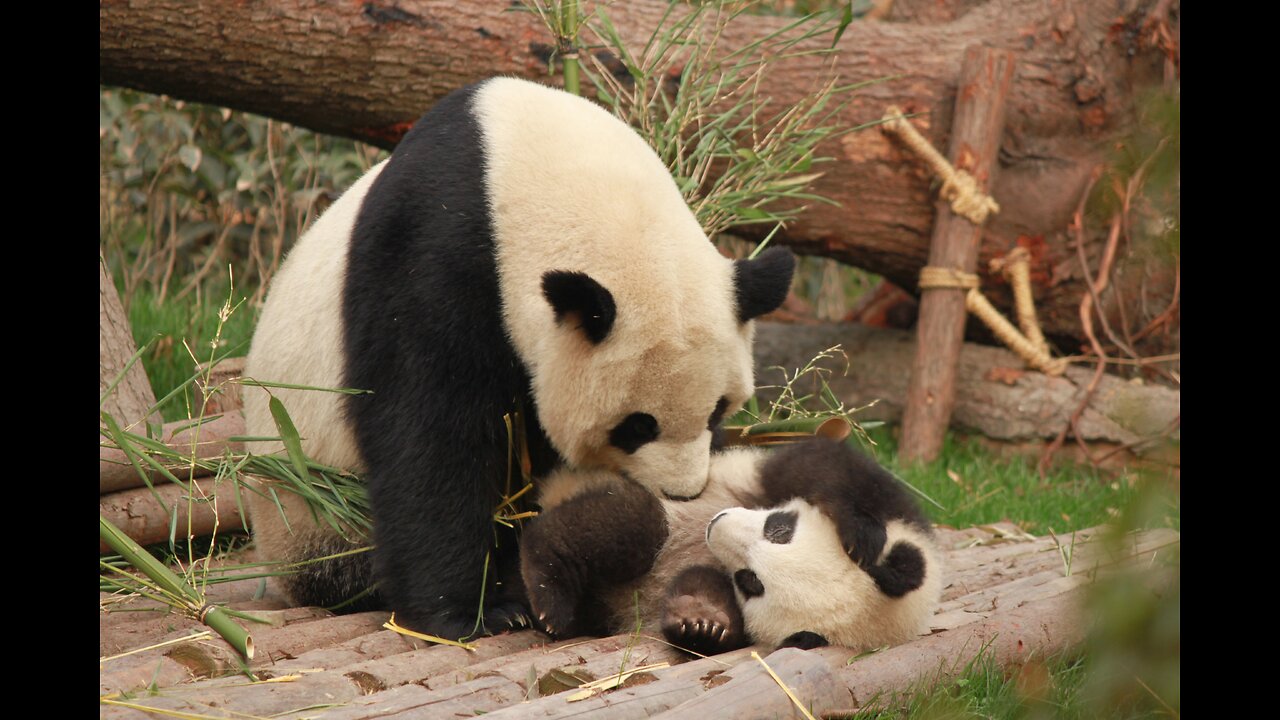 Baby Panda Meets Mom For First Time