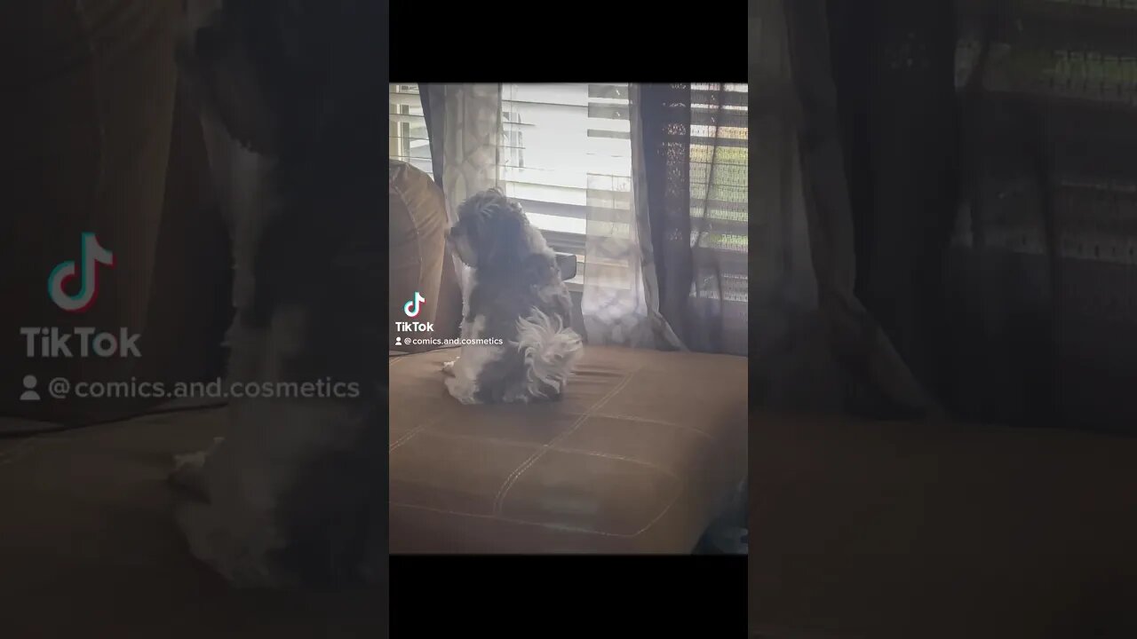 Tiny the #EwokBaby vs Jeff and The #Cat #puppy #dog
