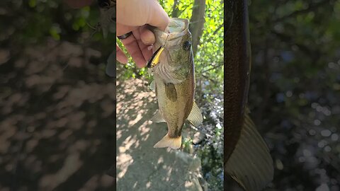 Ultralight Bass Fishing #fishing