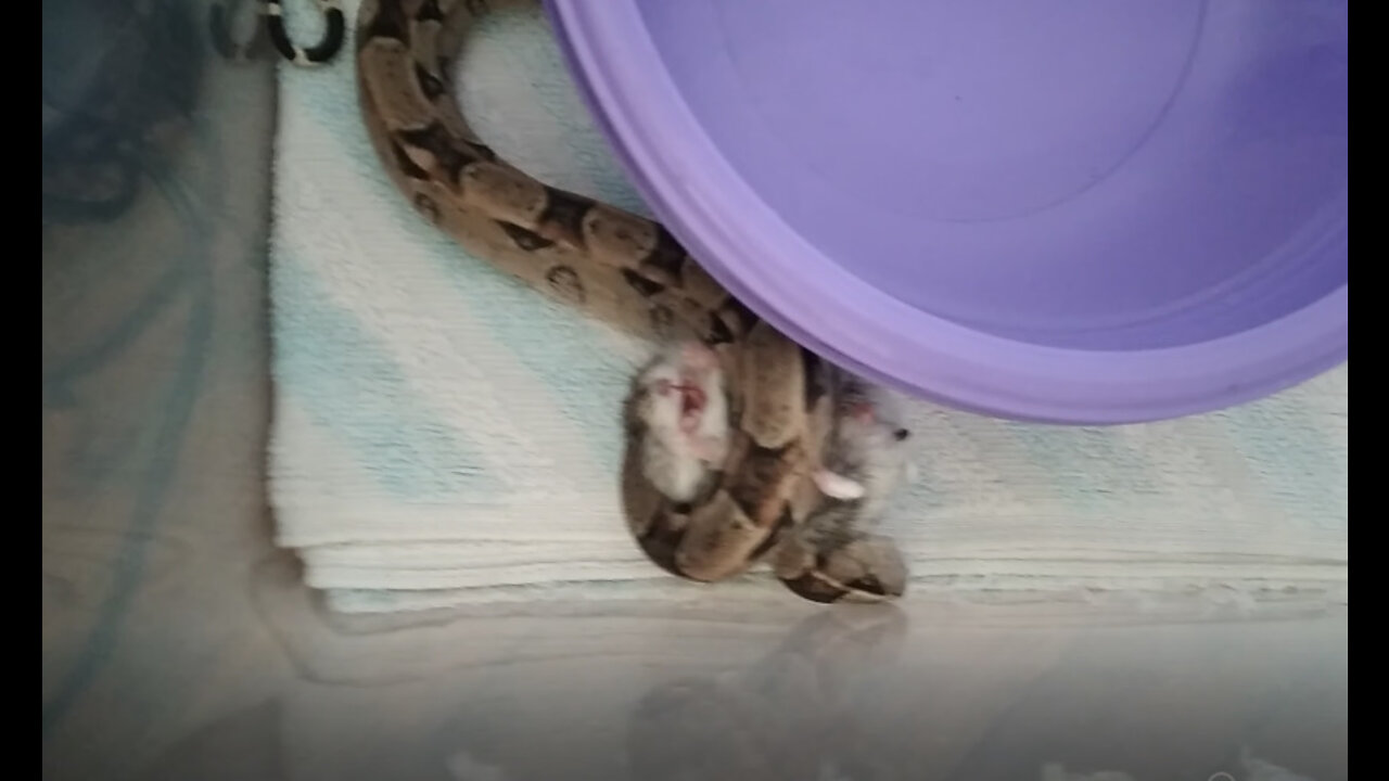 snake hits food and kills (live feeding)