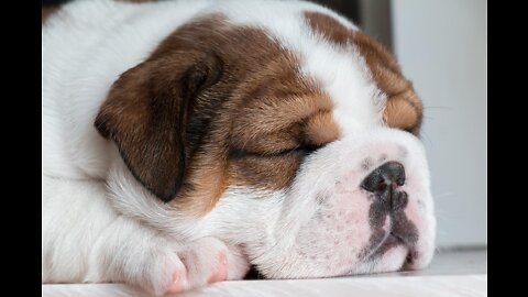 Music For Dogs _ Soothing Music for Dogs to relax _ Dog Music to Sleep