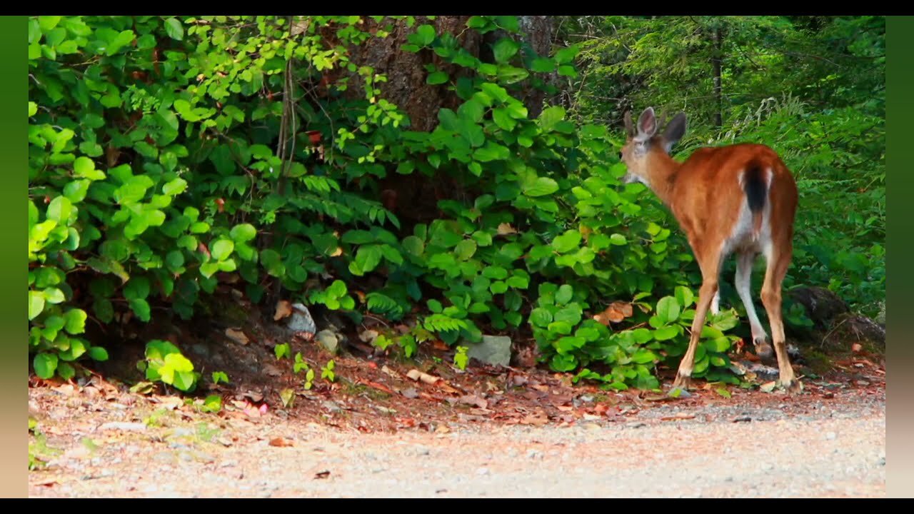 Beautiful Nature and beautiful animals,how to love them