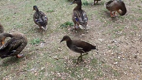 ducks at Kew Gardens London 11th July 2023