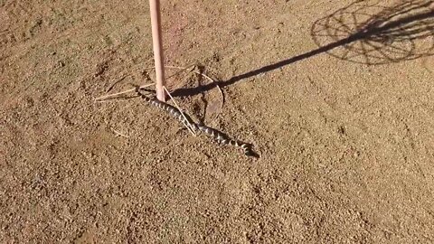 "Columbine" my California King Snake meets Rango the Huskie that EATS SNAKES!! p2