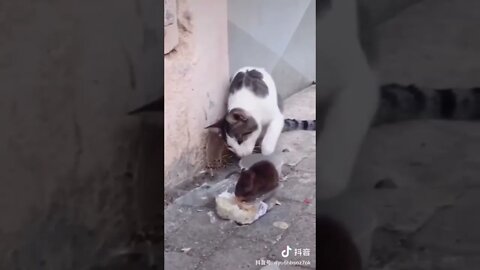 Tom and Jerry in real life sharing some food 🐈‍⬛🐭😂 #shorts #shortsvideo #tomandjerry