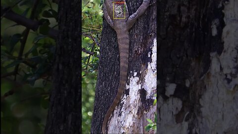 Monitor Lizard #Biglizards #LizardsofPakistan #WildPak #WOP